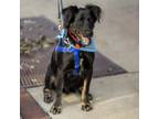Adopt Joejo a Mixed Breed