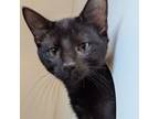 Adopt Noche a Domestic Short Hair