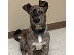 Adopt Ariat a Catahoula Leopard Dog
