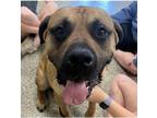 Adopt Ponci a Mastiff