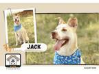 Adopt Jack a Shar-Pei, Siberian Husky