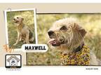 Adopt Maxwell a Yorkshire Terrier