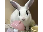 Adopt Twix a American