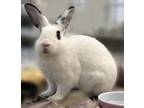 Adopt Tyrone a American