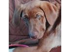 Adopt Arthur a Border Collie, Labrador Retriever