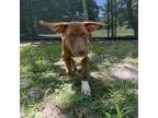 Adopt Arthur a Border Collie, Labrador Retriever