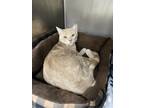 Adopt Sherbert a Domestic Short Hair