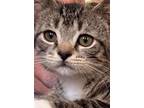 Adopt Simon a Domestic Short Hair