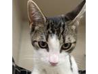 Adopt Junior a Domestic Short Hair