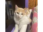 Adopt Aiden a Domestic Short Hair