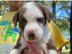 Adopt Nibbs a Labrador Retriever