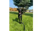 Adopt Tyson a Labrador Retriever
