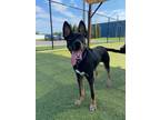 Adopt Cowboy a Shepherd, Border Collie