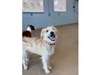 Adopt Rascal a Yorkshire Terrier, Schnauzer