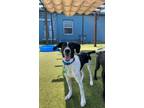 Adopt Arthur a Border Collie