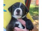 Adopt Cubby a Labrador Retriever
