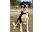 Adopt Buck a Anatolian Shepherd