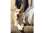 Adopt Tails a Shepherd, Collie