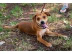 Adopt Happy a Terrier