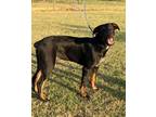 Adopt Moe a Australian Shepherd, Hound