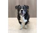Adopt Beast a Mixed Breed
