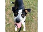 Adopt Muffin a Australian Cattle Dog / Blue Heeler