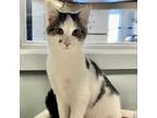 Adopt Booker a Domestic Short Hair