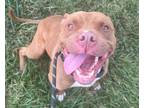 Adopt Hank a Pit Bull Terrier