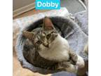 Adopt Dobby a Domestic Short Hair