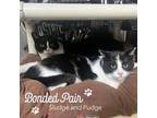 Adopt Sludge a Domestic Short Hair