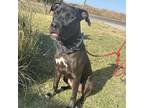 Adopt Trooper a Terrier, Black Labrador Retriever