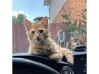 Adopt Blaze a Domestic Medium Hair