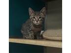Adopt Briar a Domestic Short Hair