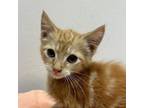 Adopt Dyson (orange kitten) a Domestic Short Hair