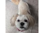 Adopt Sheamus a Lhasa Apso