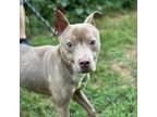 Adopt Echo a Pit Bull Terrier