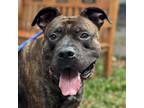 Adopt Boss a Mixed Breed, Mastiff