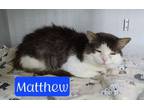 Adopt Matthew a Domestic Short Hair