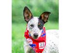 Adopt Aussie Pups M a Australian Cattle Dog / Blue Heeler