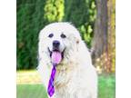 Adopt Ralph a Great Pyrenees
