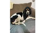 Adopt Chance a Coonhound