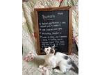 Adopt Buttons a Domestic Short Hair