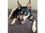 Adopt Mickey a Miniature Pinscher