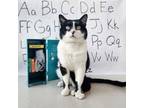 Adopt Tractor a Domestic Medium Hair
