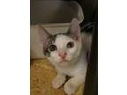 Adopt Dragoon 52797 a Domestic Short Hair