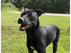 Adopt Kamir a Labrador Retriever, Mixed Breed