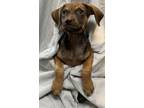 Adopt Malachi a Parson Russell Terrier, Mixed Breed