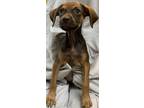 Adopt Memmit a Parson Russell Terrier, Mixed Breed