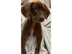 Adopt Matteo a Parson Russell Terrier, Mixed Breed
