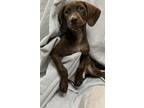 Adopt Magoo a Parson Russell Terrier, Mixed Breed